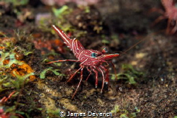 Shrimp Garden

Hinge back dancing shrimp by James Deverich 